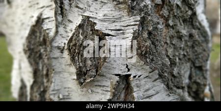 Birkenstamm. Nahaufnahme der Birkenrinde. Birkenrinde. Beschädigte alte Baumrinde. Eine Wunde auf einer Holzoberfläche von einem gebrochenen Ast Stockfoto