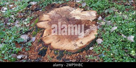Stumpf mit frischem Schnitt. Der Strukturbaum wird bis zur Wurzel ausgeschnitten. Nahaufnahme. Jahresringe auf horizontaler Holzfläche. Dunkle, verfaulte Mitte eines Baumstamms Stockfoto