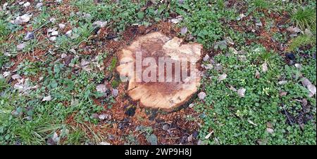 Stumpf mit frischem Schnitt. Der Strukturbaum wird bis zur Wurzel ausgeschnitten. Nahaufnahme. Jahresringe auf horizontaler Holzfläche. Dunkle, verfaulte Mitte eines Baumstamms Stockfoto