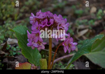 Magenta Bergenia cordifolia, Bergenia crassifolia, badan oder sibirischer Tee in Blüte mit grünen Blättern, Sofia, Bulgarien Stockfoto