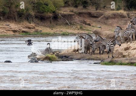 Eine Zebraherde überquert den Mara River während der jährlichen Great Migration in der Masai Mara, Kenia. Stockfoto