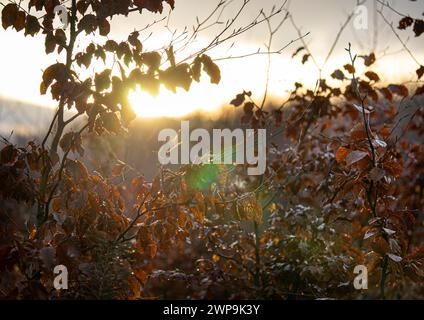 Sonnenaufgang im Wald, Bäume, Blätter. Goldener Herbst. Orangefarbene Blätter. Bajoro im Wald. Farne, Waldboden. Stockfoto
