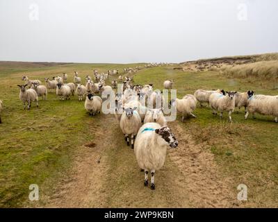 Eine Schafherde im Rian am Ardnave Point am Loch Gruinart, Islay, Schottland, Großbritannien. Stockfoto