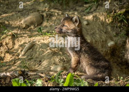 Fuchsjunges am Höhleneingang in der Schweiz Stockfoto