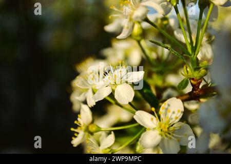 Nahaufnahme weißer Kirschblüten mit gelben Staubblättern in der Abendsonne Stockfoto