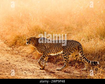 Ein Gepard überquert im Kruger-Nationalpark eine Feldstraße im goldenen Licht Stockfoto