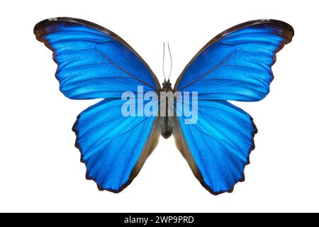 Morpho-Schmetterling (Morpho didius). Ein blauer Schmetterling aus Südamerika auf weißem Hintergrund. Stockfoto
