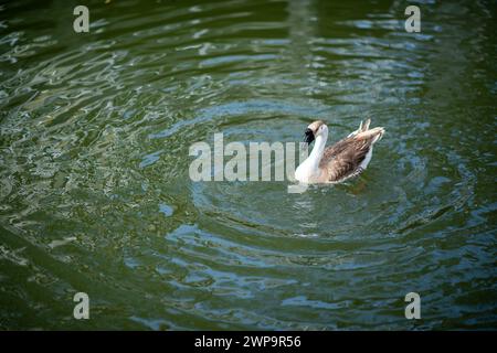 Eine chinesische Gans schwimmt im Teich. Die Aussicht neben dem Yuanxingtang Tempel. Niuzhuang, Bezirk Shanhua, Stadt Tainan. Stockfoto