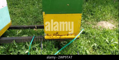 Nesselsucht mit Bienen. Bienenzucht. Die Nesselsucht steht in der Natur und ist gelb, grün und blau gestrichen. Pflanzen sind Honigpflanzen. Bienenstock in Serbien. Bienen sammeln Stockfoto