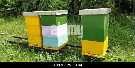 Nesselsucht mit Bienen. Bienenzucht. Die Nesselsucht steht in der Natur und ist gelb, grün und blau gestrichen. Pflanzen sind Honigpflanzen. Bienenstock in Serbien. Bienen sammeln Stockfoto