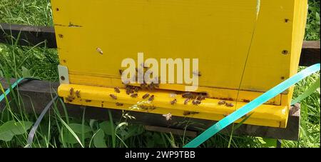 Nesselsucht mit Bienen. Bienenzucht. Die Nesselsucht steht in der Natur und ist gelb, grün und blau gestrichen. Pflanzen sind Honigpflanzen. Bienenstock in Serbien. Bienen sammeln Stockfoto