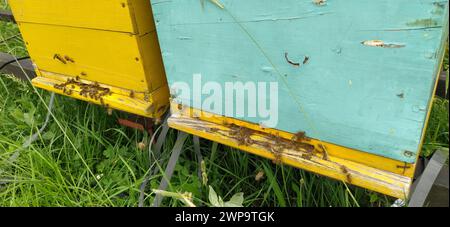 Nesselsucht mit Bienen. Bienenzucht. Die Nesselsucht steht in der Natur und ist gelb, grün und blau gestrichen. Pflanzen sind Honigpflanzen. Bienenstock in Serbien. Bienen sammeln Stockfoto