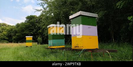 Nesselsucht mit Bienen. Bienenzucht. Die Nesselsucht steht in der Natur und ist gelb, grün und blau gestrichen. Pflanzen sind Honigpflanzen. Bienenstock in Serbien. Bienen sammeln Stockfoto