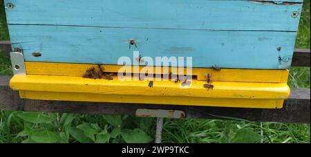 Nesselsucht mit Bienen. Bienenzucht. Die Nesselsucht steht in der Natur und ist gelb, grün und blau gestrichen. Pflanzen sind Honigpflanzen. Bienenstock in Serbien. Bienen sammeln Stockfoto
