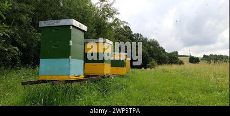 Nesselsucht mit Bienen. Bienenzucht. Die Nesselsucht steht in der Natur und ist gelb, grün und blau gestrichen. Pflanzen sind Honigpflanzen. Bienenstock in Serbien. Bienen sammeln Stockfoto