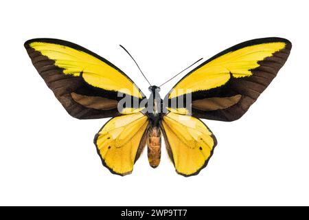 Schmetterling Ornithoptera croesus lydius isoliert auf weißem Hintergrund Stockfoto