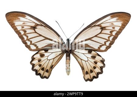 Schmetterling Ornithoptera croesus lydius f isoliert auf weißem Hintergrund Stockfoto