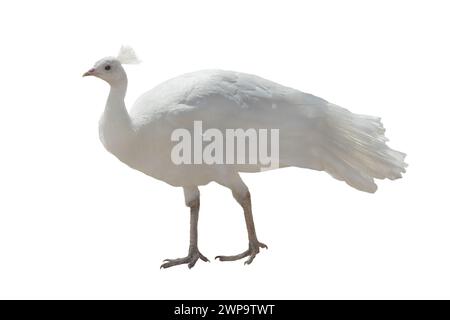 Weißer Pfau isoliert auf weißem Hintergrund Stockfoto
