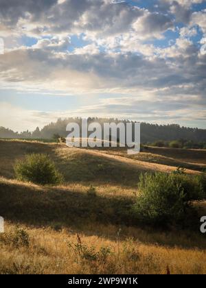 Landschaft mit sanften Hügeln und Bäumen am frühen Morgen Sonnenaufgang. Bernsteinfarbenes Leuchten mit Schatten und Licht. Morgennebel und dramatische Wolken. Stockfoto