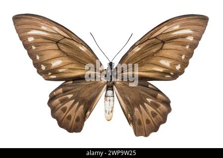 Schmetterling Ornithoptera croesus lydius isoliert auf weißem Hintergrund Stockfoto