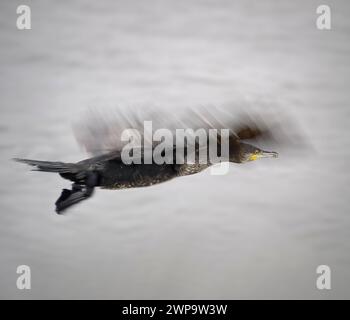 Kormoran in Flugnähe. Bewegungsunschärfe. Fluss Douro, nördlich von Portugal. Stockfoto