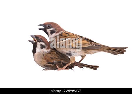 Zwei Spatzen isoliert auf weißem Hintergrund Stockfoto