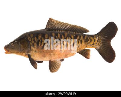 Spiegelkarpfen isoliert auf weißem Hintergrund Stockfoto