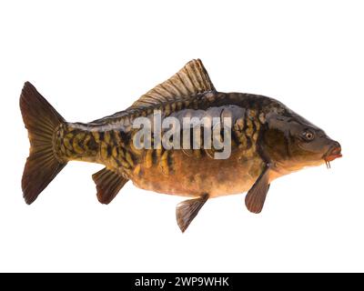 Spiegelkarpfen isoliert auf weißem Hintergrund Stockfoto