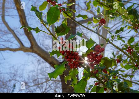 holly Branch, illex Aquifolia, beleuchtet von den Sonnenstrahlen mit blauem Himmel und Bäumen im Hintergrund Stockfoto