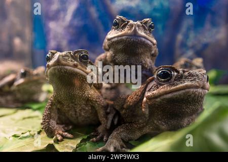 Drei Bufo Marinus auf blauem Hintergrund Stockfoto