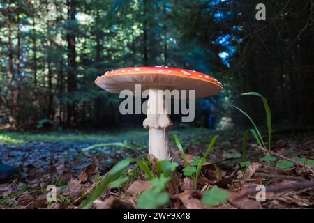 Rote Fliegenpilz wächst in einem wilden Wald Stockfoto