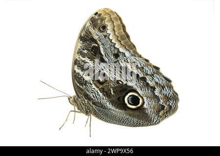 Grauer Schmetterling isoliert auf weißem Hintergrund Stockfoto