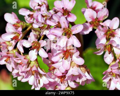 bergenia, Dickblatt-Bergenie, Bergénie à feuilles charnues, Bergenia crassifolia, bőrlevél, Ungarn, Magyarország, Europa Stockfoto