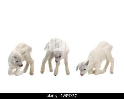 Kleine Ziegen isoliert auf weißem Hintergrund Stockfoto