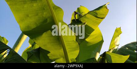 Wunderschöne, hellgrüne Bananenblätter am blauen Himmel. Tropische Motive. Urlaubskonzept unter Palmen Stockfoto