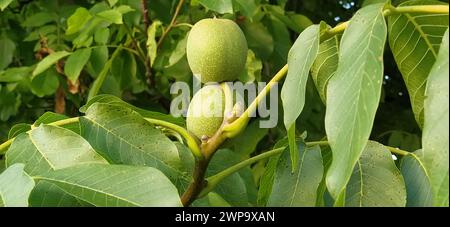 Reife Walnüsse auf einem Ast. Zwei Nüsse in grüner Haut. Walnussbaum. Ernte. Stockfoto