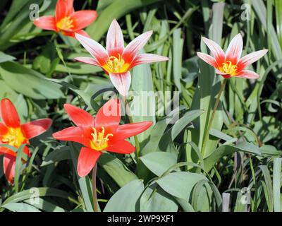 Seerosen-Tulpe, Tulipe nénuphar, Tulipa kaufmanniana, Kauffmann-tulipán, Ungarn, Magyarország, Europa Stockfoto