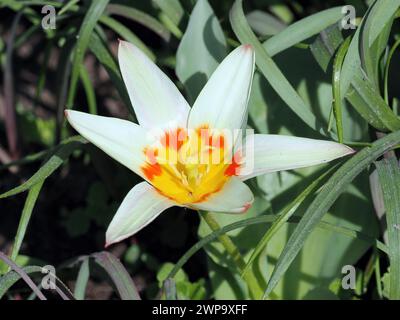 Seerosen-Tulpe, Tulipe nénuphar, Tulipa kaufmanniana, Kauffmann-tulipán, Ungarn, Magyarország, Europa Stockfoto