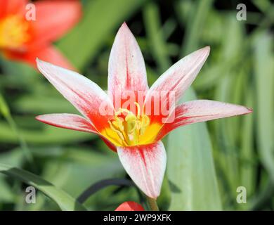 Seerosen-Tulpe, Tulipe nénuphar, Tulipa kaufmanniana, Kauffmann-tulipán, Ungarn, Magyarország, Europa Stockfoto