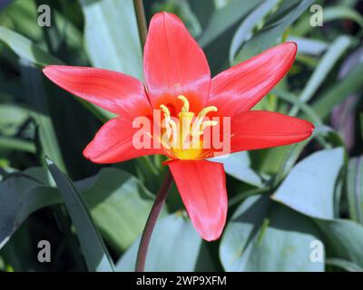 Seerosen-Tulpe, Tulipe nénuphar, Tulipa kaufmanniana, Kauffmann-tulipán, Ungarn, Magyarország, Europa Stockfoto