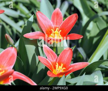 Seerosen-Tulpe, Tulipe nénuphar, Tulipa kaufmanniana, Kauffmann-tulipán, Ungarn, Magyarország, Europa Stockfoto