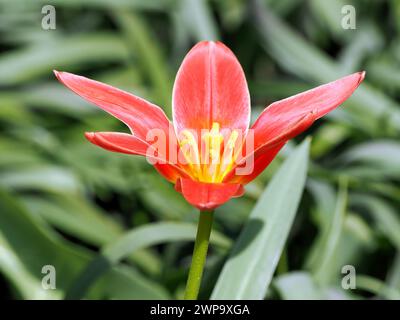 Seerosen-Tulpe, Tulipe nénuphar, Tulipa kaufmanniana, Kauffmann-tulipán, Ungarn, Magyarország, Europa Stockfoto