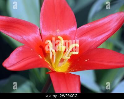 Seerosen-Tulpe, Tulipe nénuphar, Tulipa kaufmanniana, Kauffmann-tulipán, Ungarn, Magyarország, Europa Stockfoto