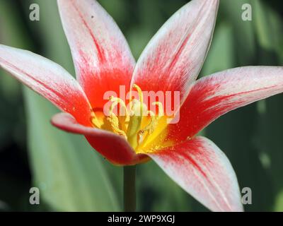 Seerosen-Tulpe, Tulipe nénuphar, Tulipa kaufmanniana, Kauffmann-tulipán, Ungarn, Magyarország, Europa Stockfoto