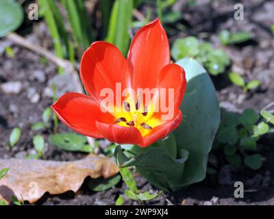 Seerosen-Tulpe, Tulipe nénuphar, Tulipa kaufmanniana, Kauffmann-tulipán, Ungarn, Magyarország, Europa Stockfoto