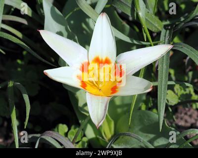 Seerosen-Tulpe, Tulipe nénuphar, Tulipa kaufmanniana, Kauffmann-tulipán, Ungarn, Magyarország, Europa Stockfoto