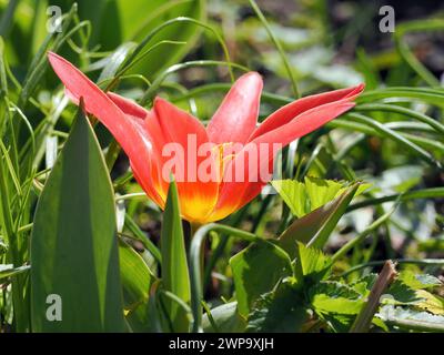 Seerosen-Tulpe, Tulipe nénuphar, Tulipa kaufmanniana, Kauffmann-tulipán, Ungarn, Magyarország, Europa Stockfoto