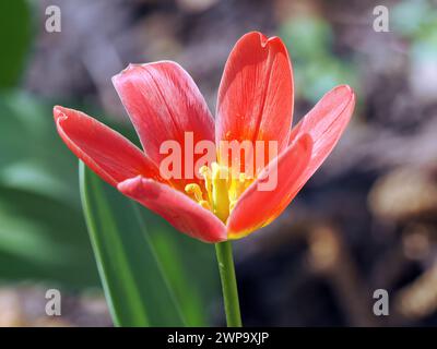 Seerosen-Tulpe, Tulipe nénuphar, Tulipa kaufmanniana, Kauffmann-tulipán, Ungarn, Magyarország, Europa Stockfoto