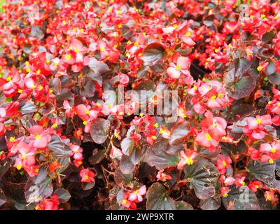 Begonia x semperflorens-cultorum. Wachsbegonien sind ein sehr beliebtes Mitglied der Begoniaceae-Begonia-Familie, die oft als jährliche rote Beetpflanze verwendet wird Stockfoto