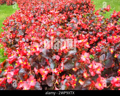 Begonia x semperflorens-cultorum. Wachsbegonien sind ein sehr beliebtes Mitglied der Begoniaceae-Begonia-Familie, die oft als jährliche rote Beetpflanze verwendet wird Stockfoto